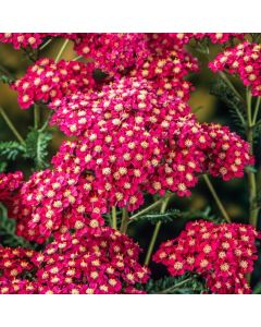 Achillea millefolium 'Excel'