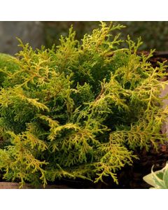Chamaecyparis obtusa 'Lucas'