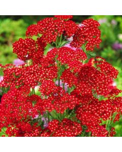Achillea millefolium 'Cassis'