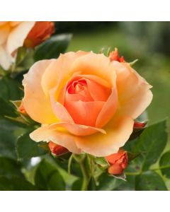Rosa (F) Hansestadt Rostock