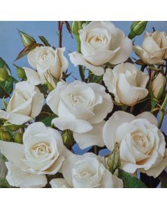 Rosa (F) Iceberg