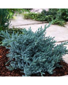 Juniperus squamata 'Tropical Blue'