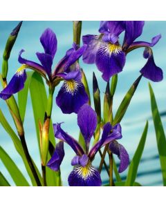 Iris versicolor 'Dark Aura'