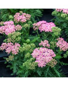 Achillea millefolium Milly Rock Rose