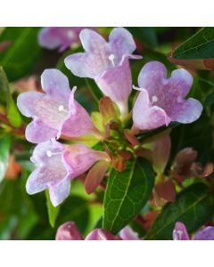 Abelia 'Edward Goucher'