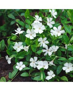 Vinca minor 'Alba'