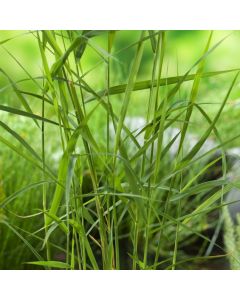 Phragmites australis