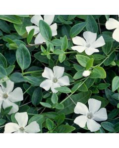 Vinca minor 'Gertrude Jekyll'