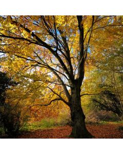 Fagus sylvatica