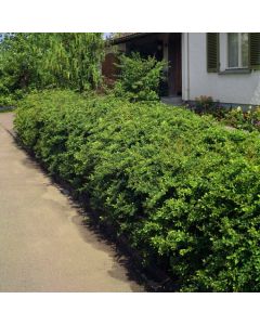 Berberis thunbergii