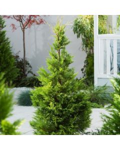 Cupressocyparis leylandii
