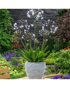 Agapanthus Fireworks