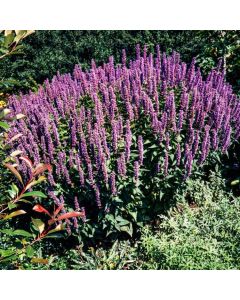 Agastache 'Blue Fortune'