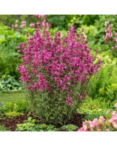 Agastache 'Rosie Posie'