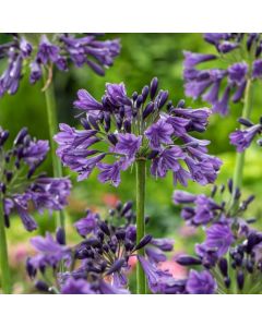 Agapanthus Poppin Purple