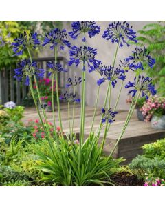 Agapanthus 'Vallée de Loire'