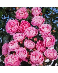Rosa 'Reine Victoria'