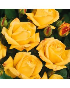 Rosa (F) 'Arthur Bell'