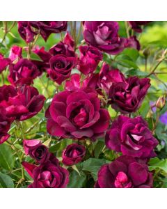 Rosa (F) Burgundi Ice
