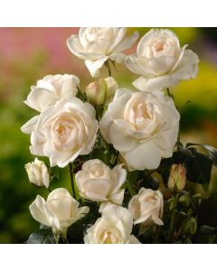 Rosa (F) Helga
