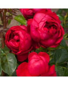 Rosa (F) Red Eden Rose