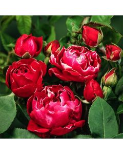 Rosa (H) 'Baron Girod de L'Ain'