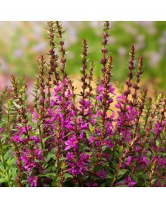Lythrum sal. 'Robin'