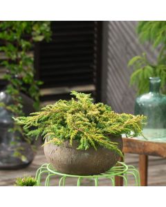Juniperus comm. 'Lemon Carpet'