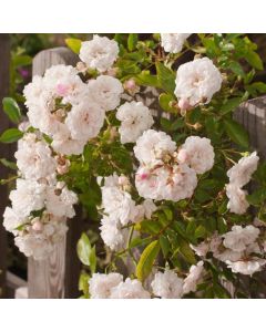 Rosa (H) Crystal Fairy
