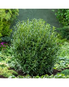 Prunus l. Sofia