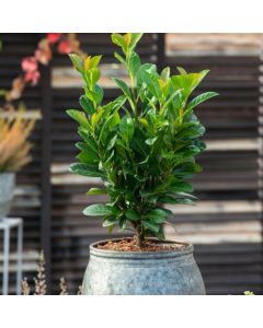Prunus l. Bonaparte