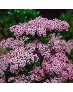 Achillea millefolium 'Appleblossom'