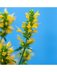 Agastache 'Kudos Yellow'