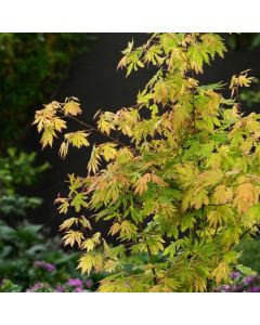 Acer Arctic Jade