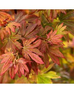 Acer North Wind