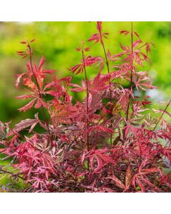 Acer pal. Extravaganza