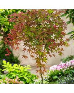 Acer pal. Cascade Ruby