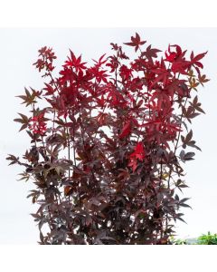 Acer pal. 'Little Red'