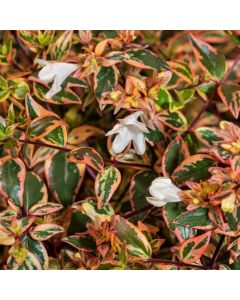 Abelia grandifl. Tricolor Charm