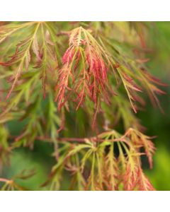 Acer Ice Dragon