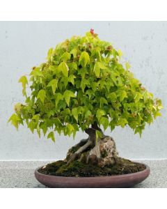 Acer buergerianum
