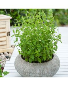 Mentha arvensis Strawberry