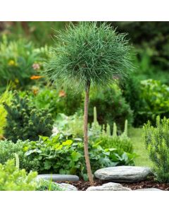 Pinus sylv. Blue Pearl