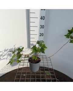 Ribes glandulosum