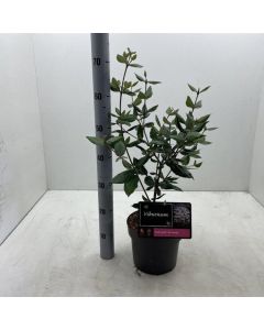 Viburnum burkwoodii 'Burkwood'