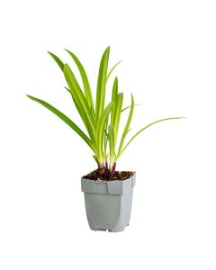 Agapanthus hybrid African Queen ®