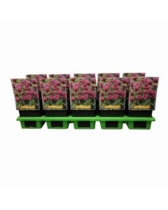 Monarda didyma 'Cranberry Lace'