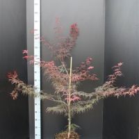 PM000000367