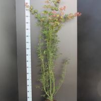 PM000000374