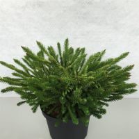 PM000003069